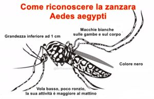 La febbre gialla 